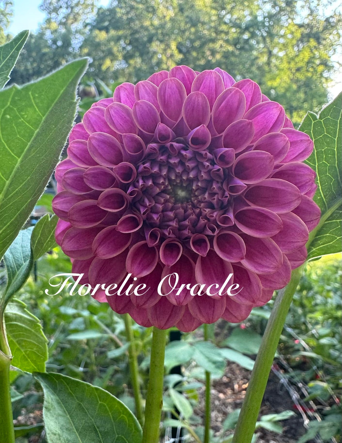 Florelie Oracle 🦘🇦🇺 🐨
