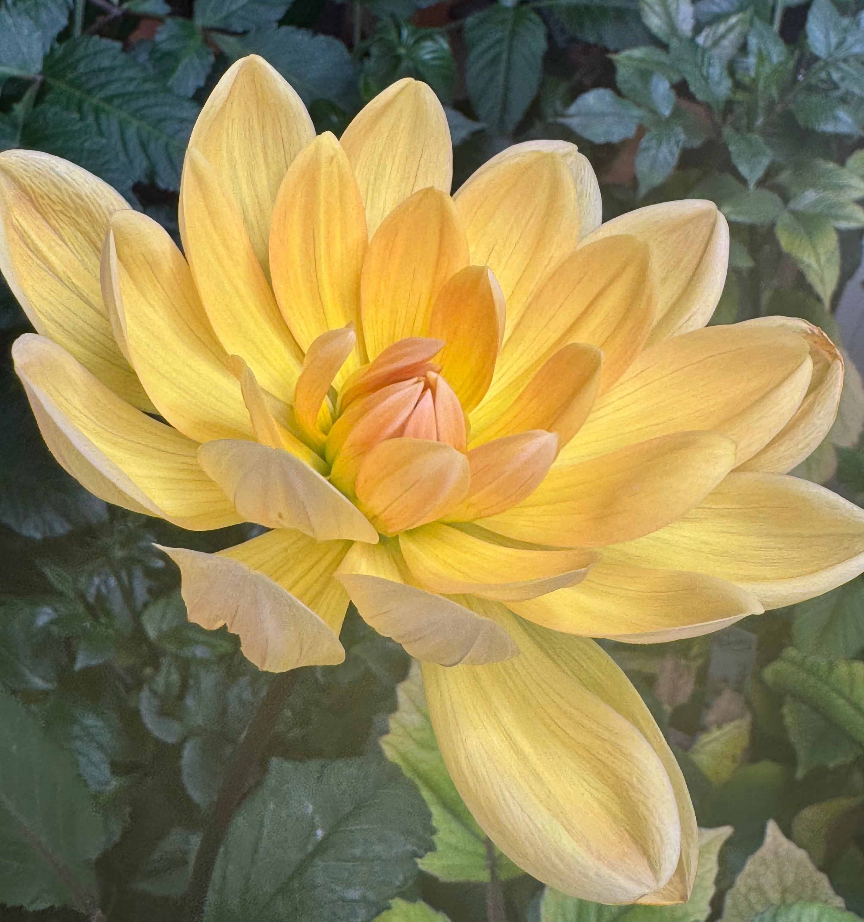 HollyHill Honey Gold