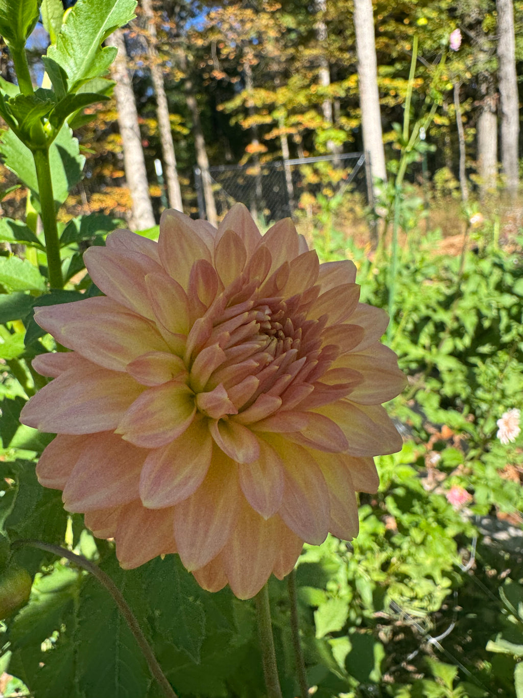 Lee Clara small clump