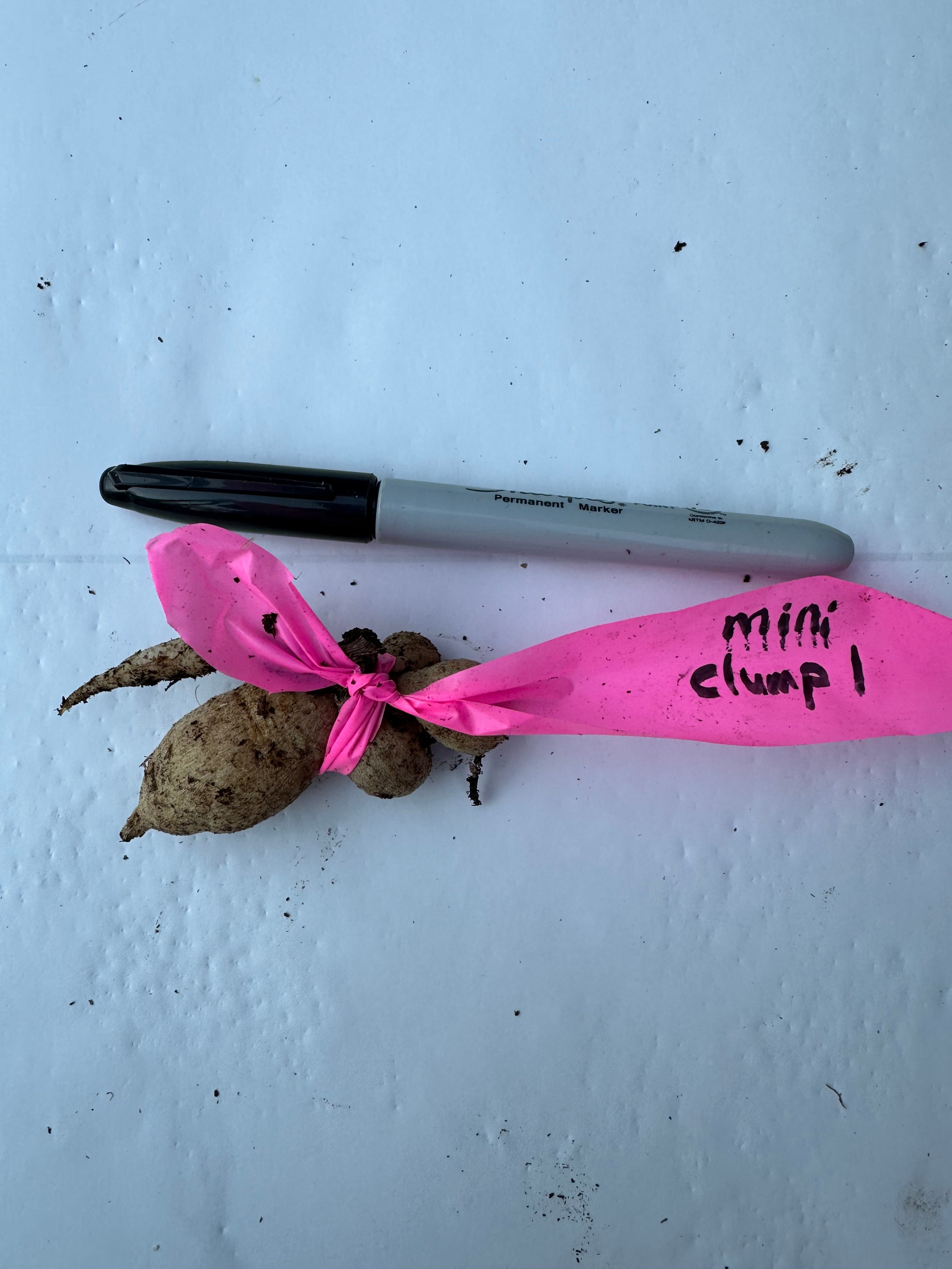 Lee’s Apricot Fizz mini clump #1