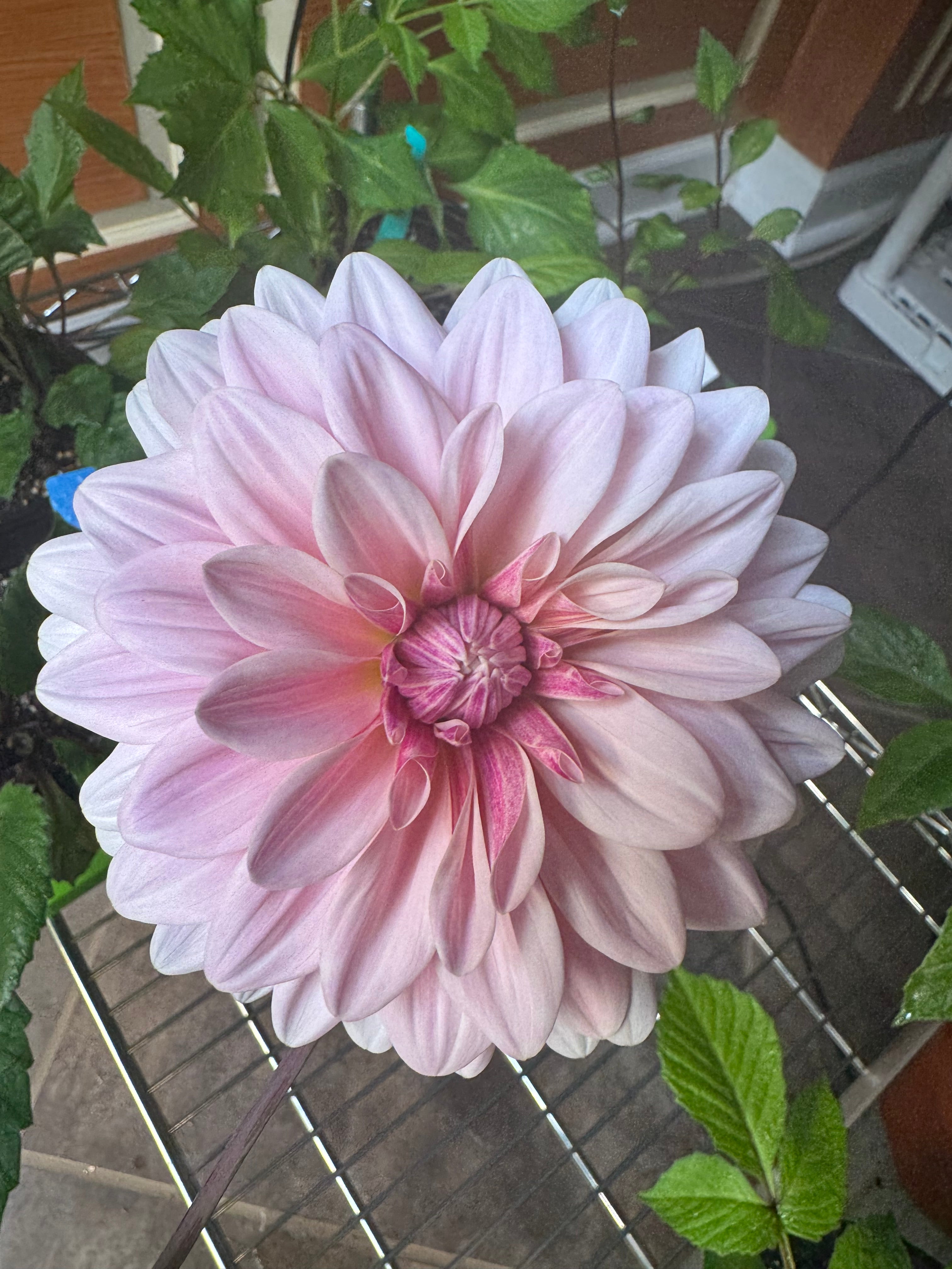 Florelie Antique cutting