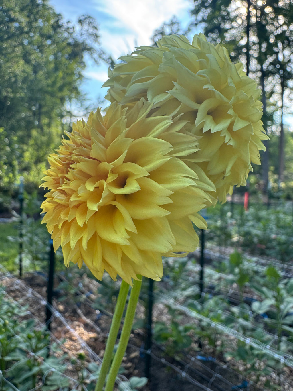 Florelie Dandelion 🦘🇦🇺 🐨