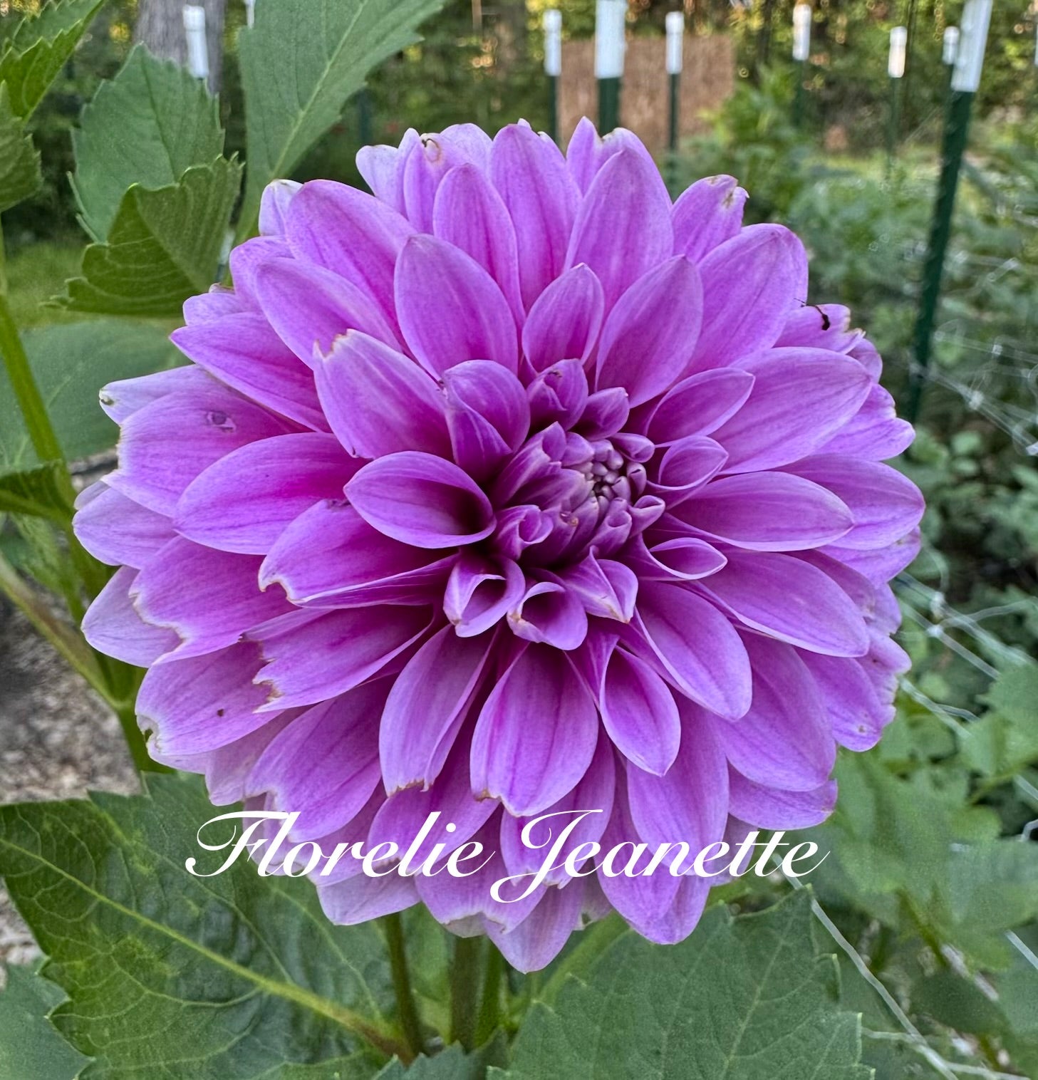 Florelie Jeanette 🦘🇦🇺 🐨