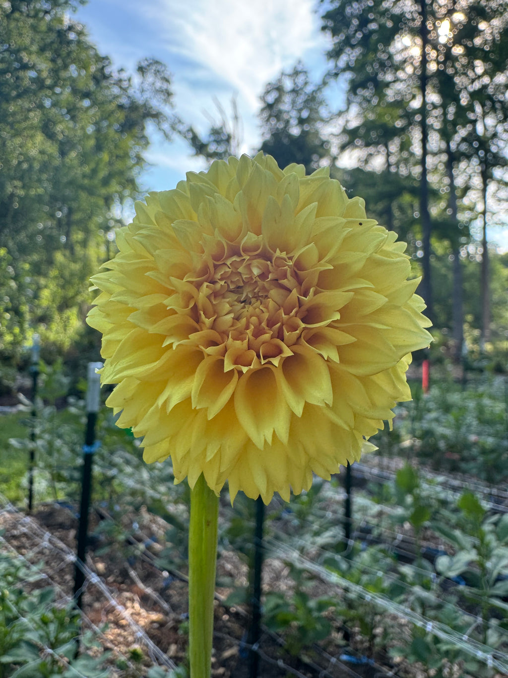 Florelie Dandelion 🦘🇦🇺 🐨