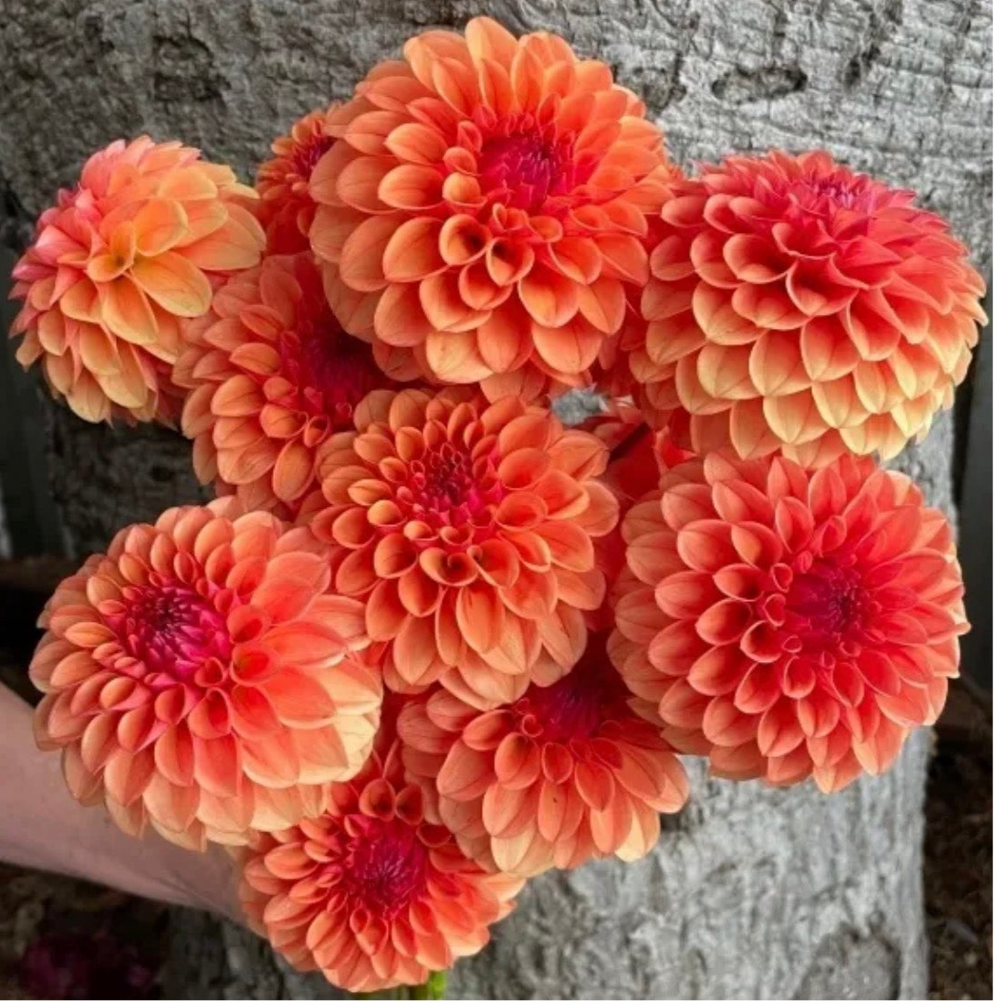 KA's® Blood Orange