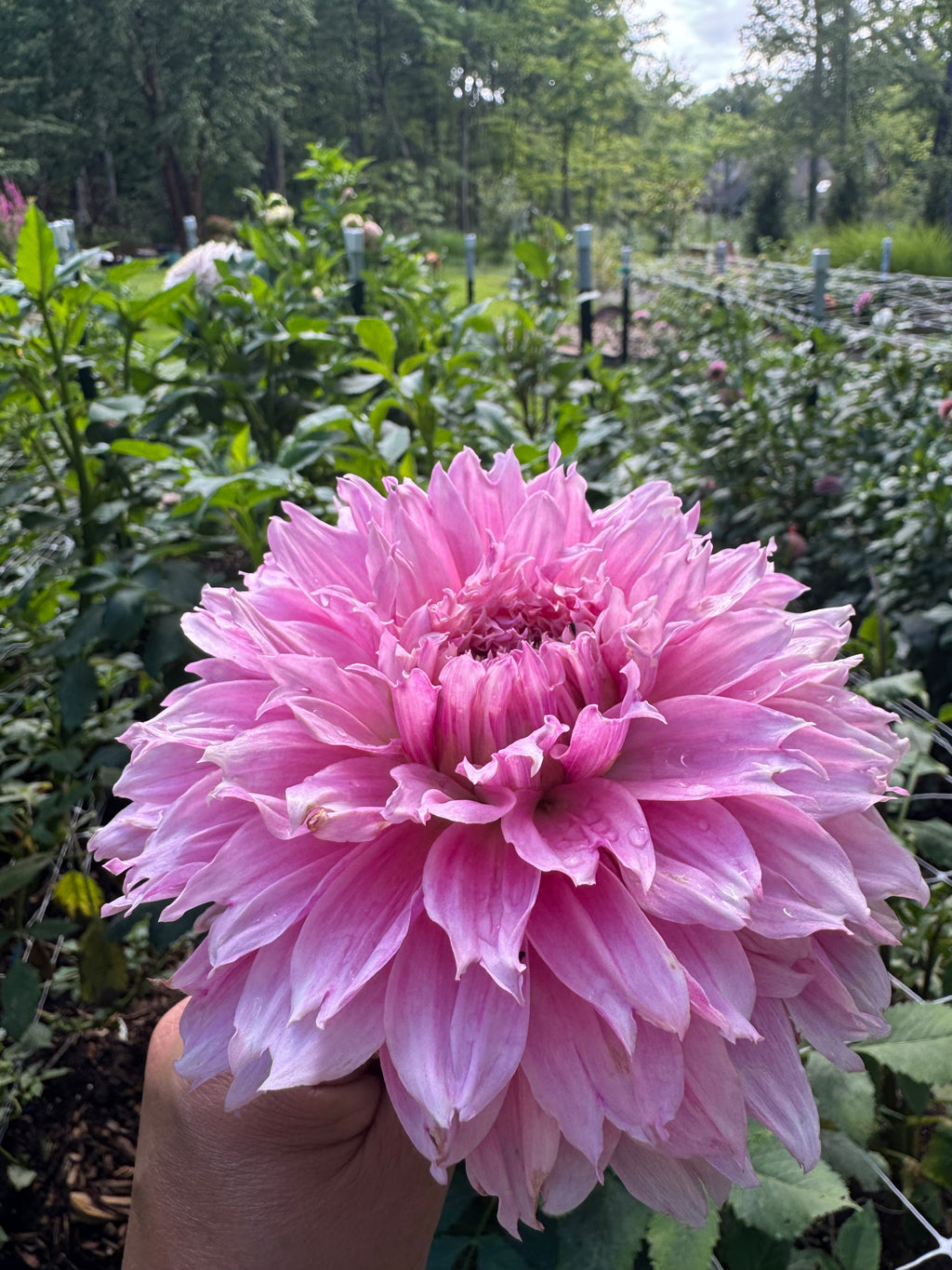 Lee's Angelica