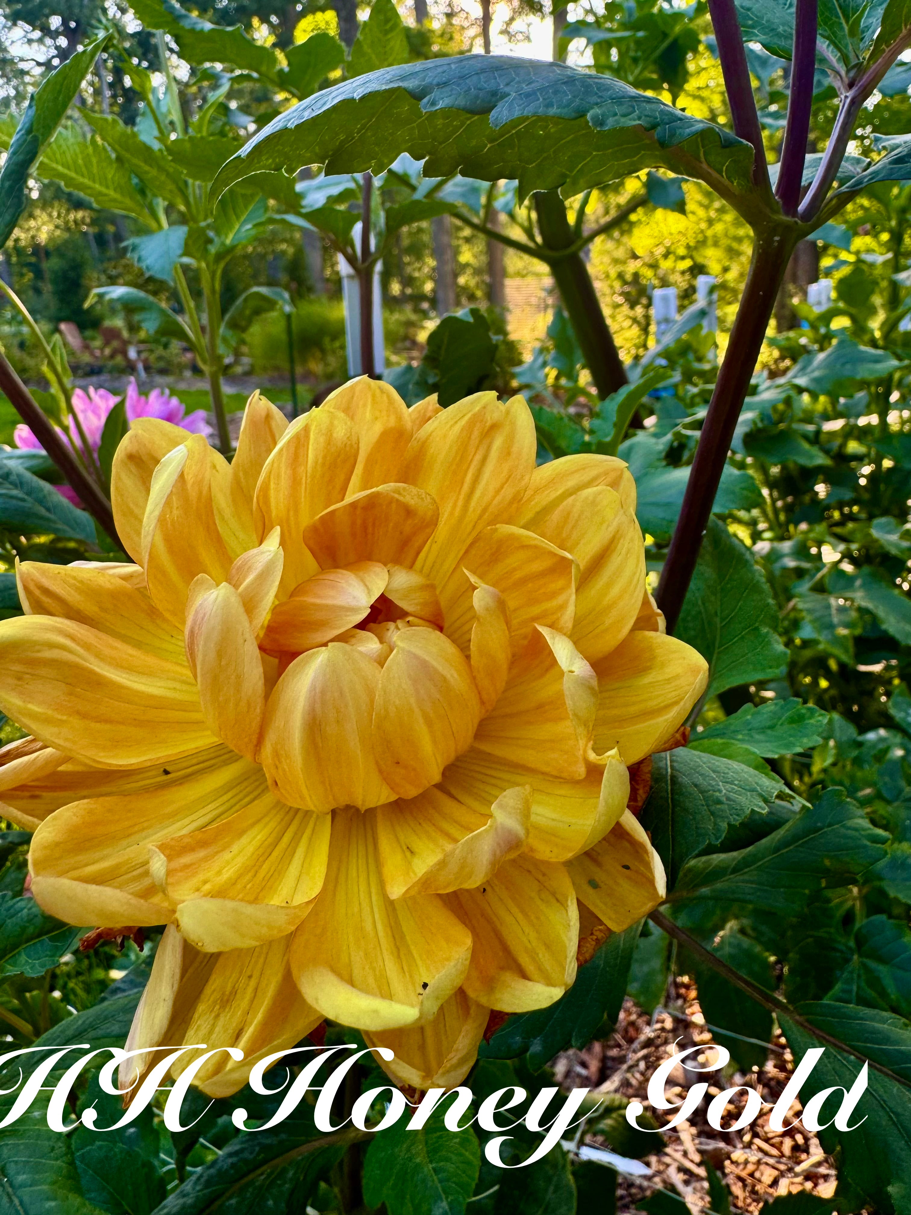 HollyHill Honey Gold