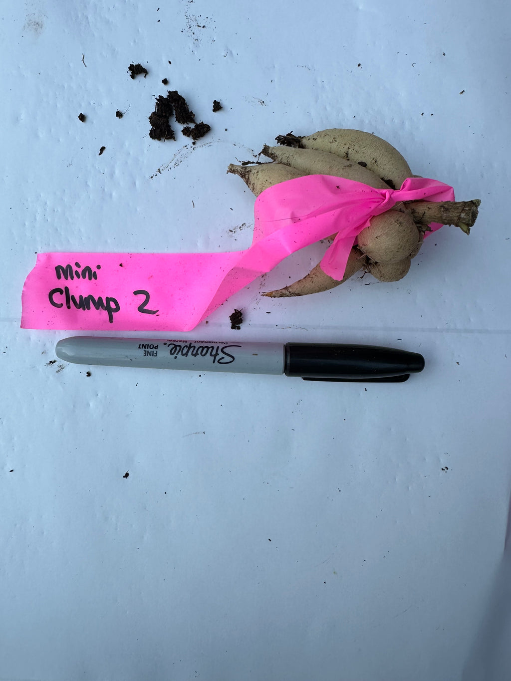 Lee’s Apricot Fizz mini clump 2