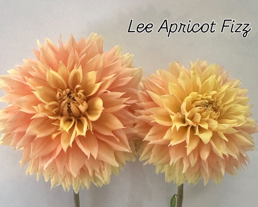 Lee’s Apricot fizz pot tuber 1