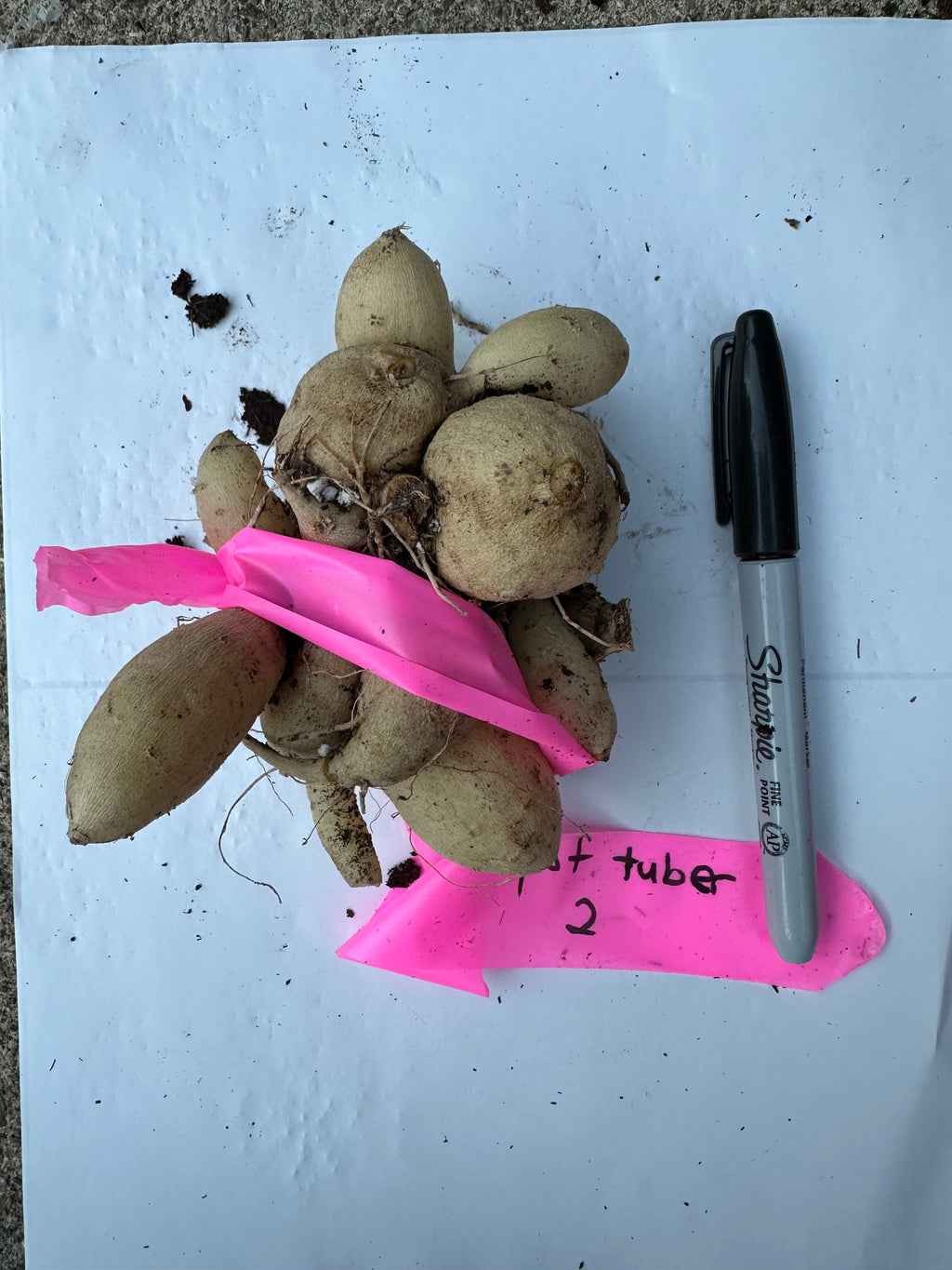 Lee’s Apricot Fizz pot tuber #2