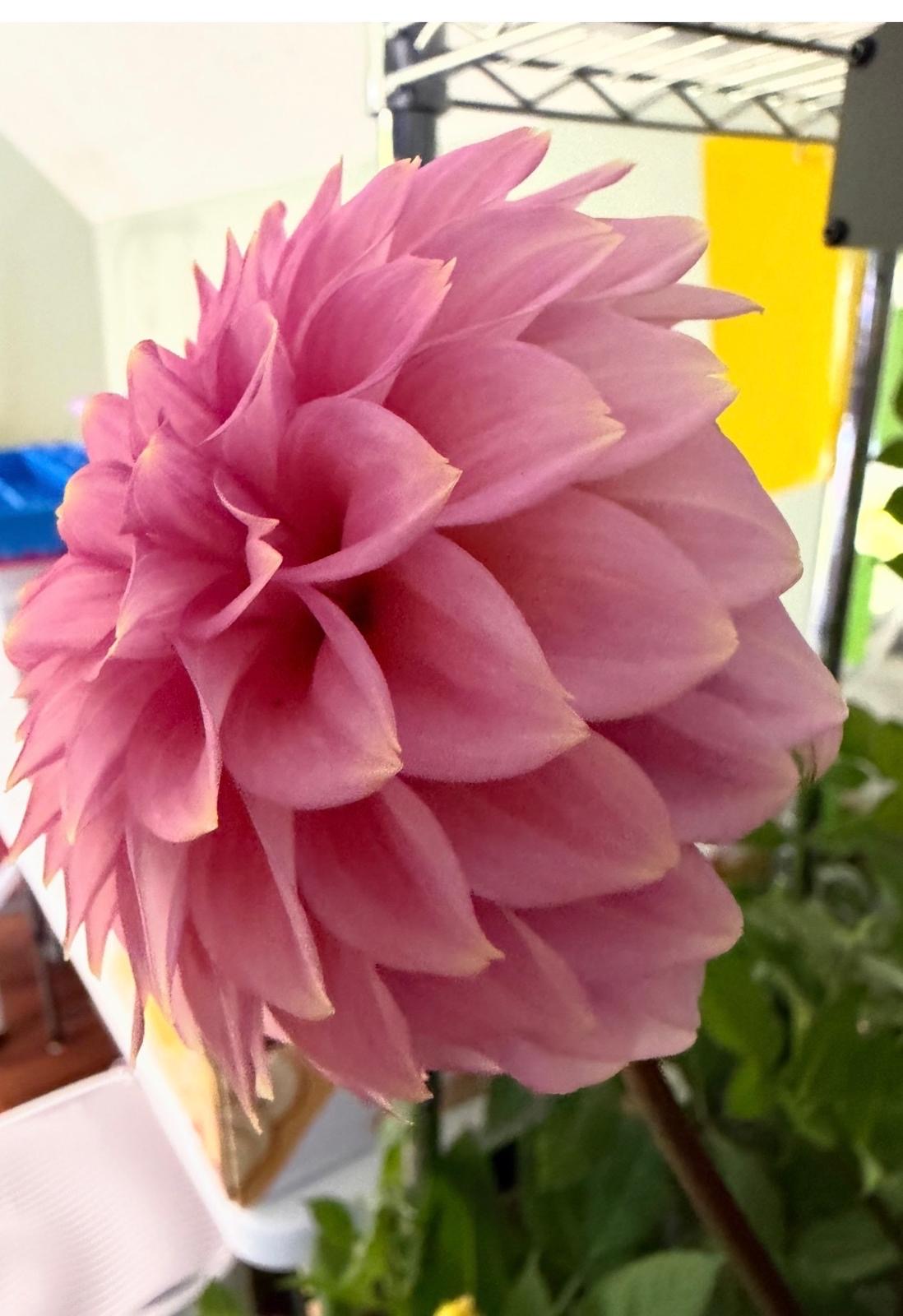 Florelie Flamingo (Rooted Cutting) ship date - May 15-30 Limit 1