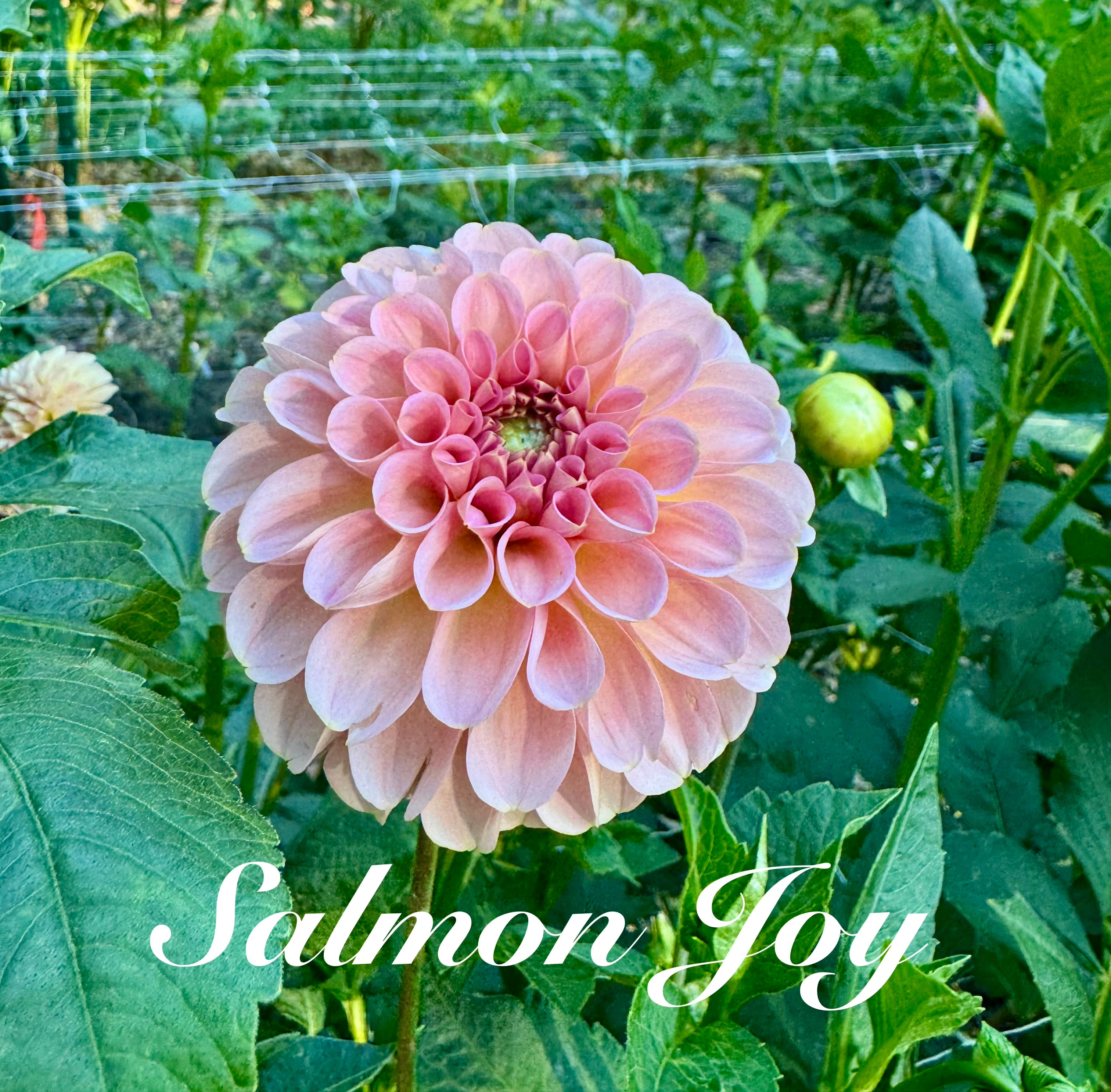 Salmon Joy 🦘🇦🇺 🐨