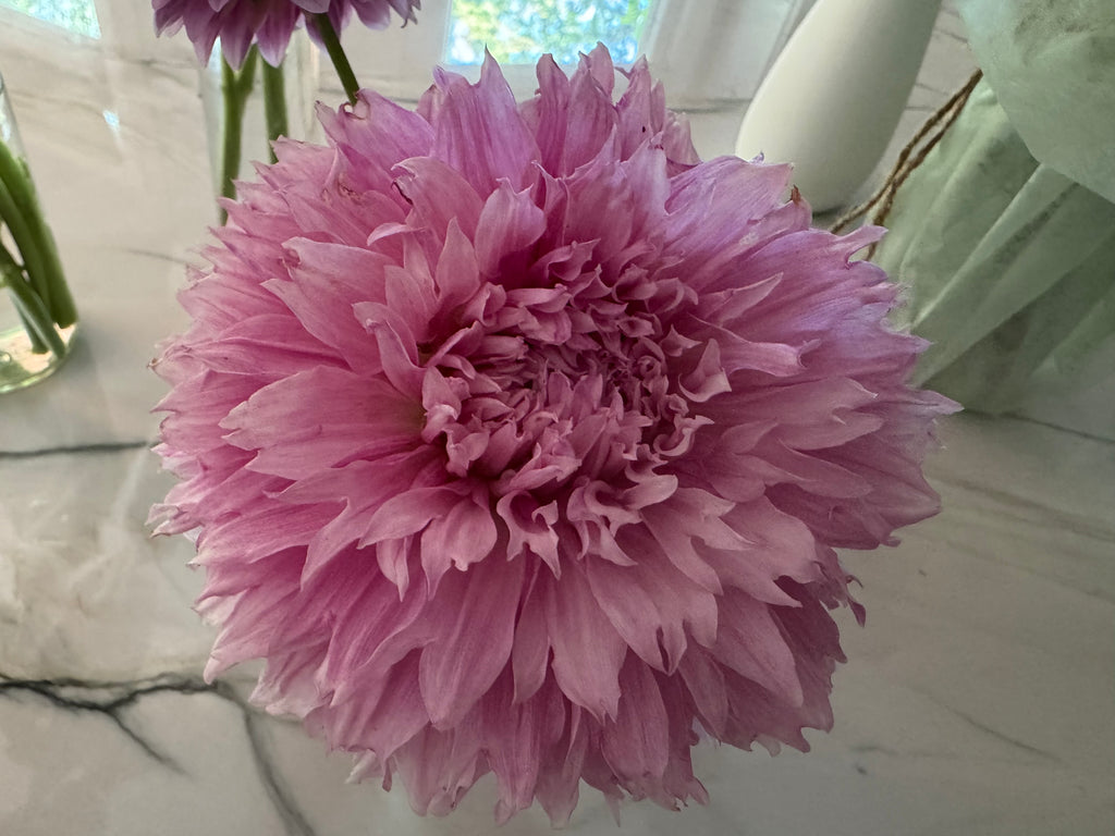 Lee's Angelica