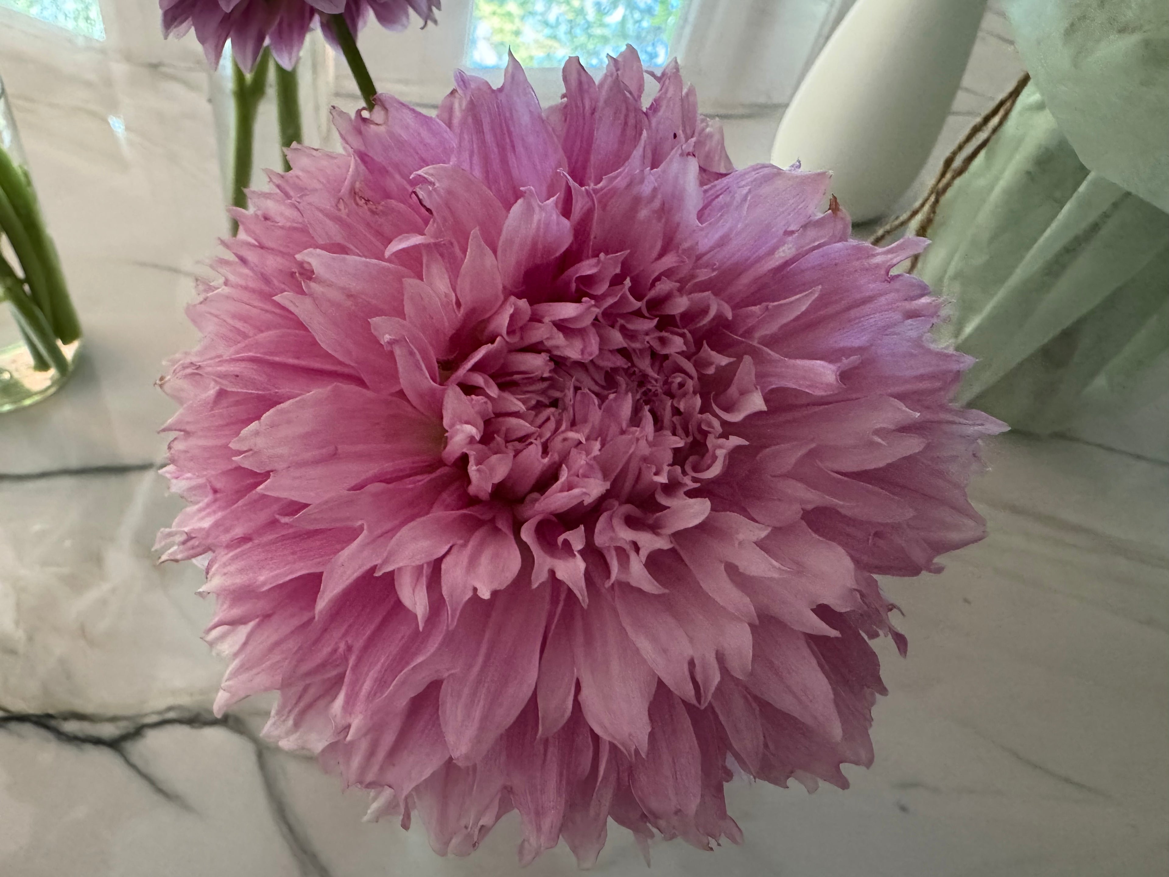 Lee's Angelica