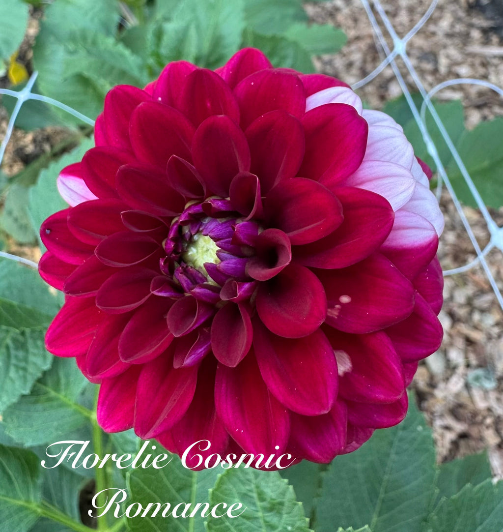 Florelie Cosmic Romance 🦘🇦🇺 🐨
