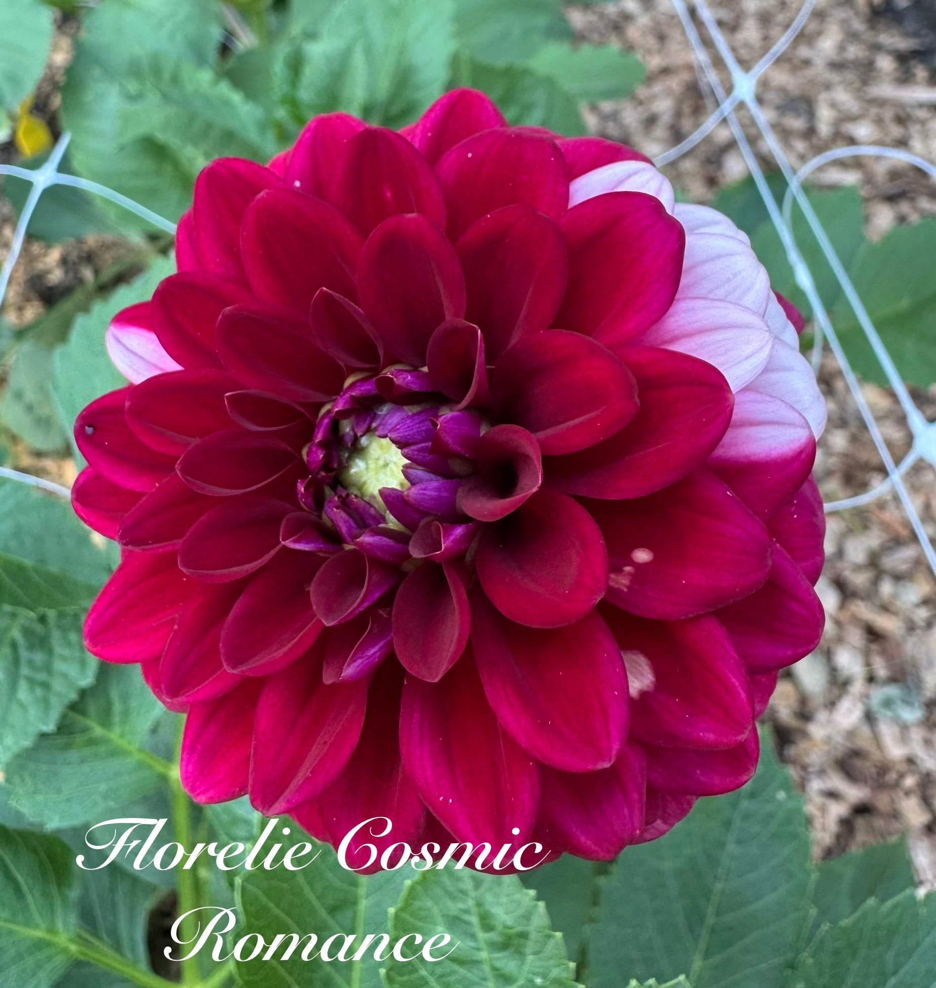 Florelie Cosmic Romance 🦘🇦🇺 🐨