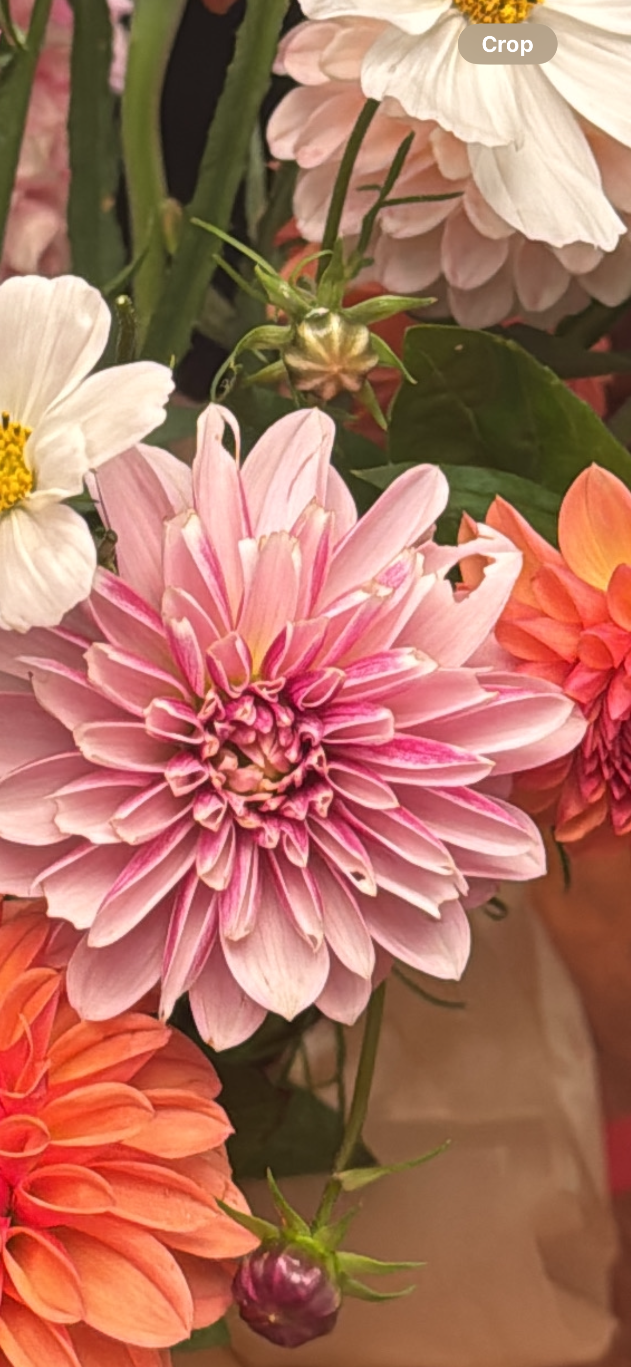 Salish Twilight Girl