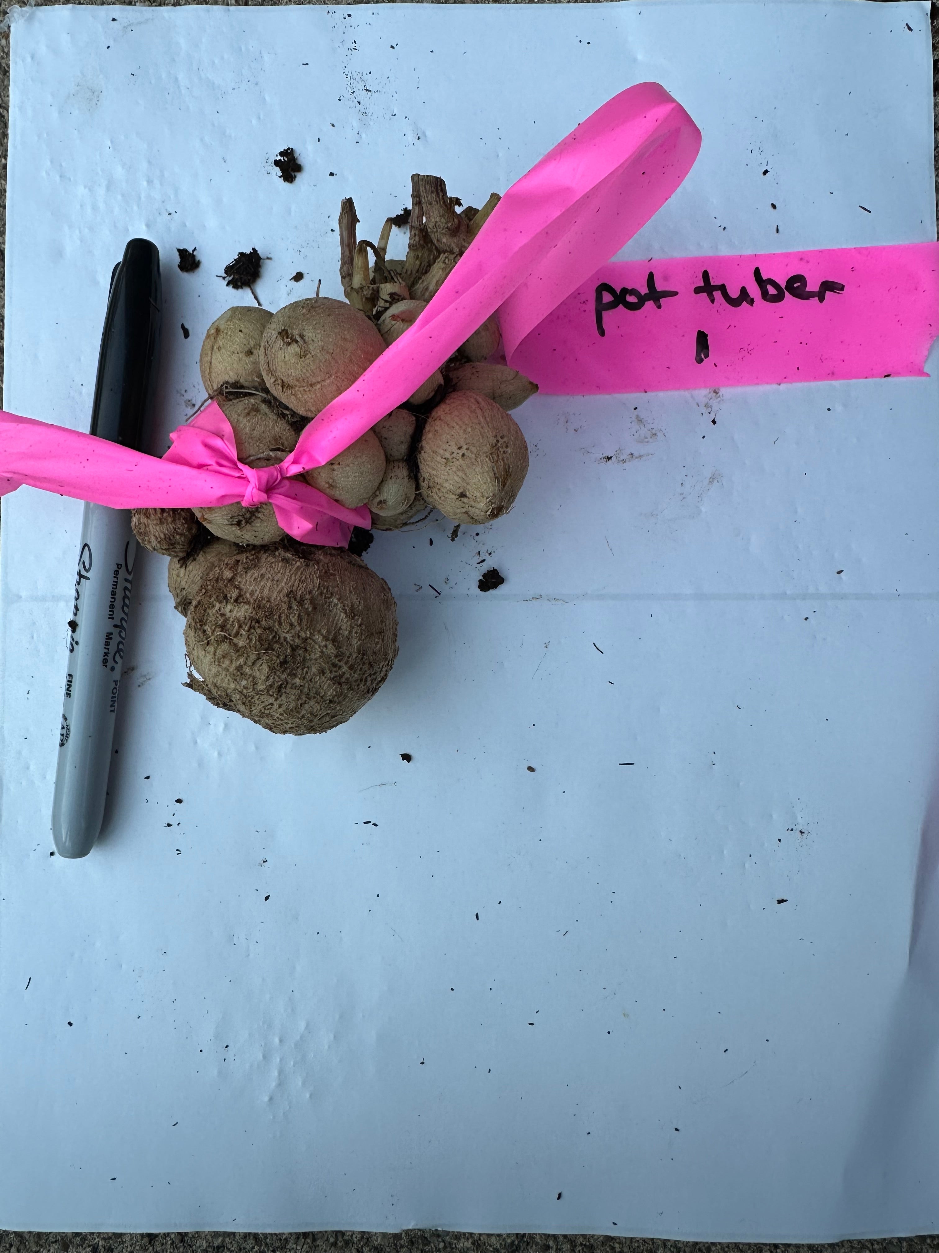 Lee’s Apricot fizz pot tuber 1