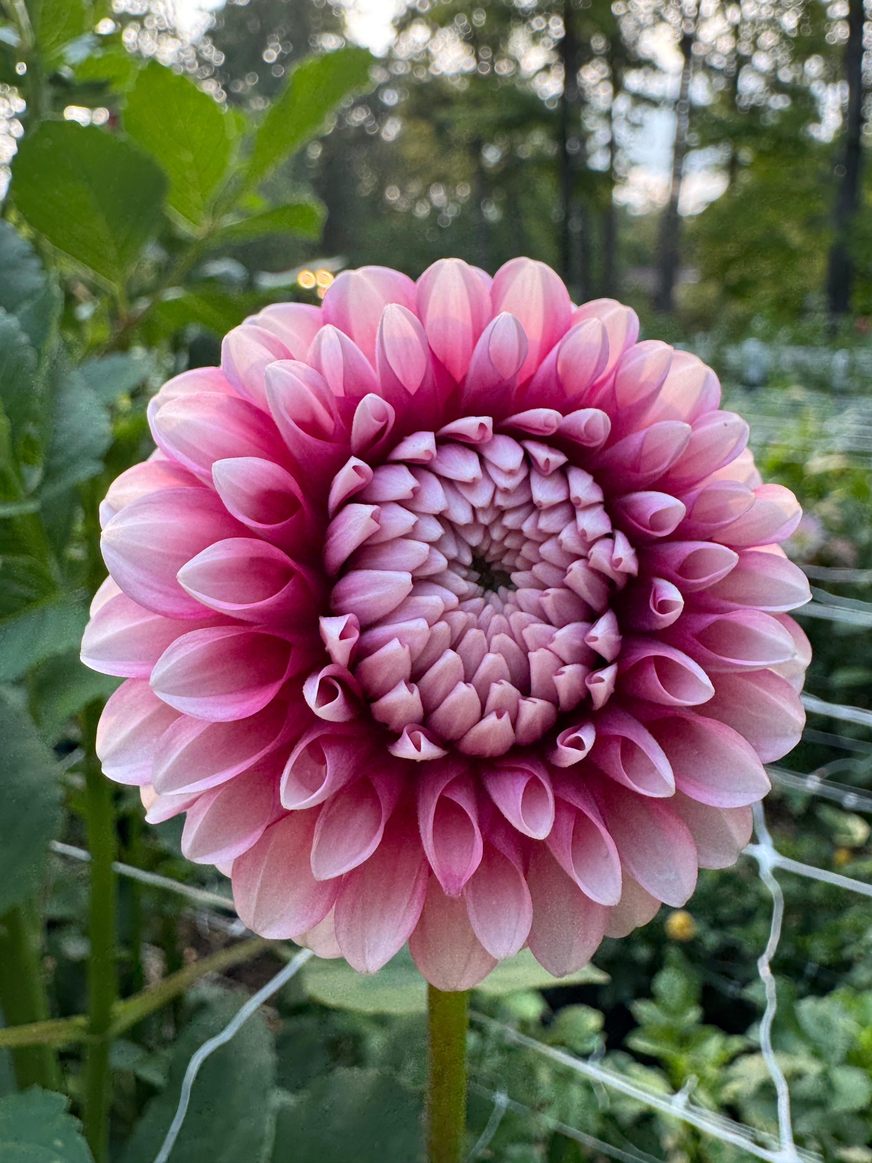 Florelie Cosmic Romance 🦘🇦🇺 🐨