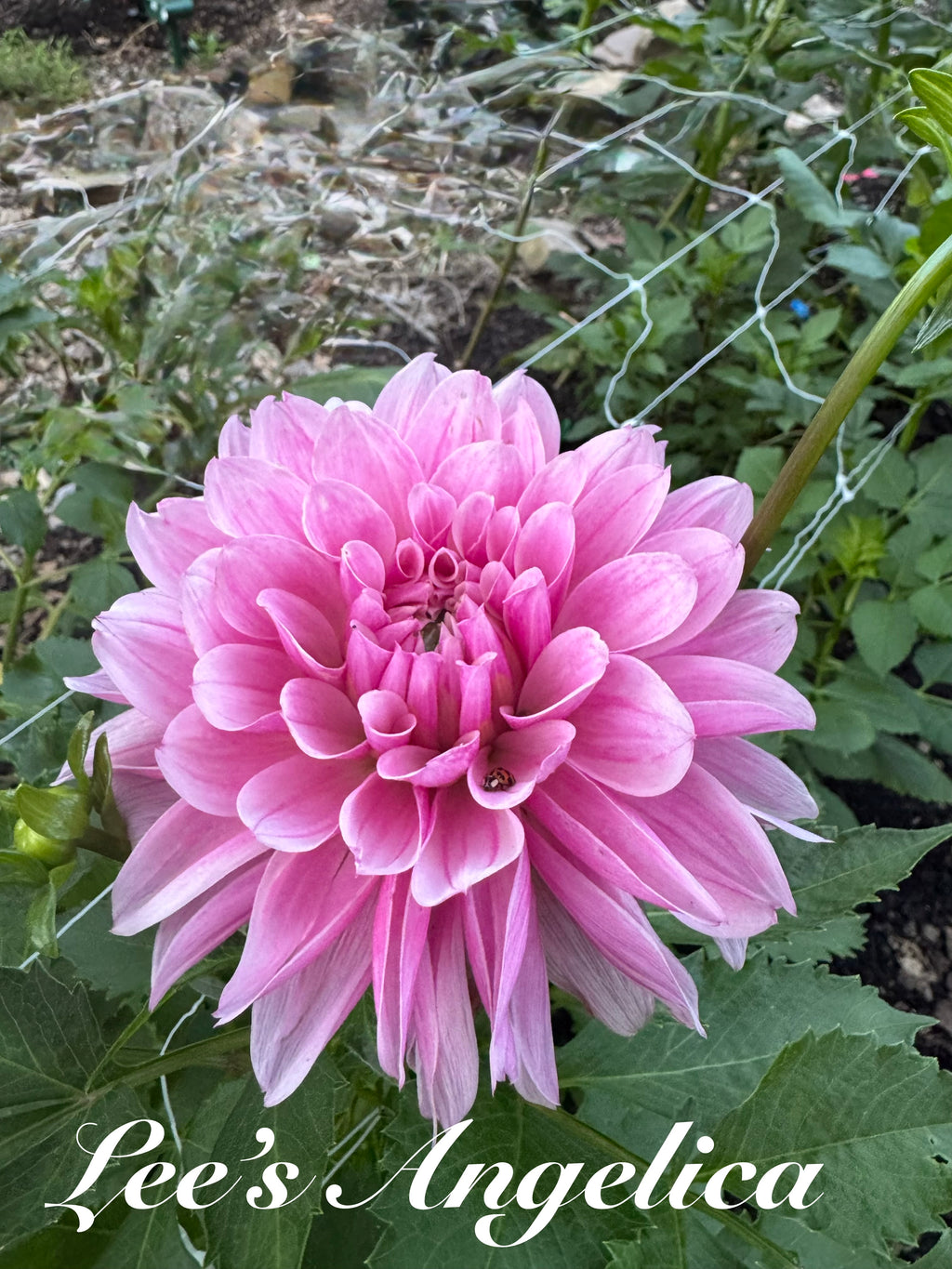 Lee's Angelica