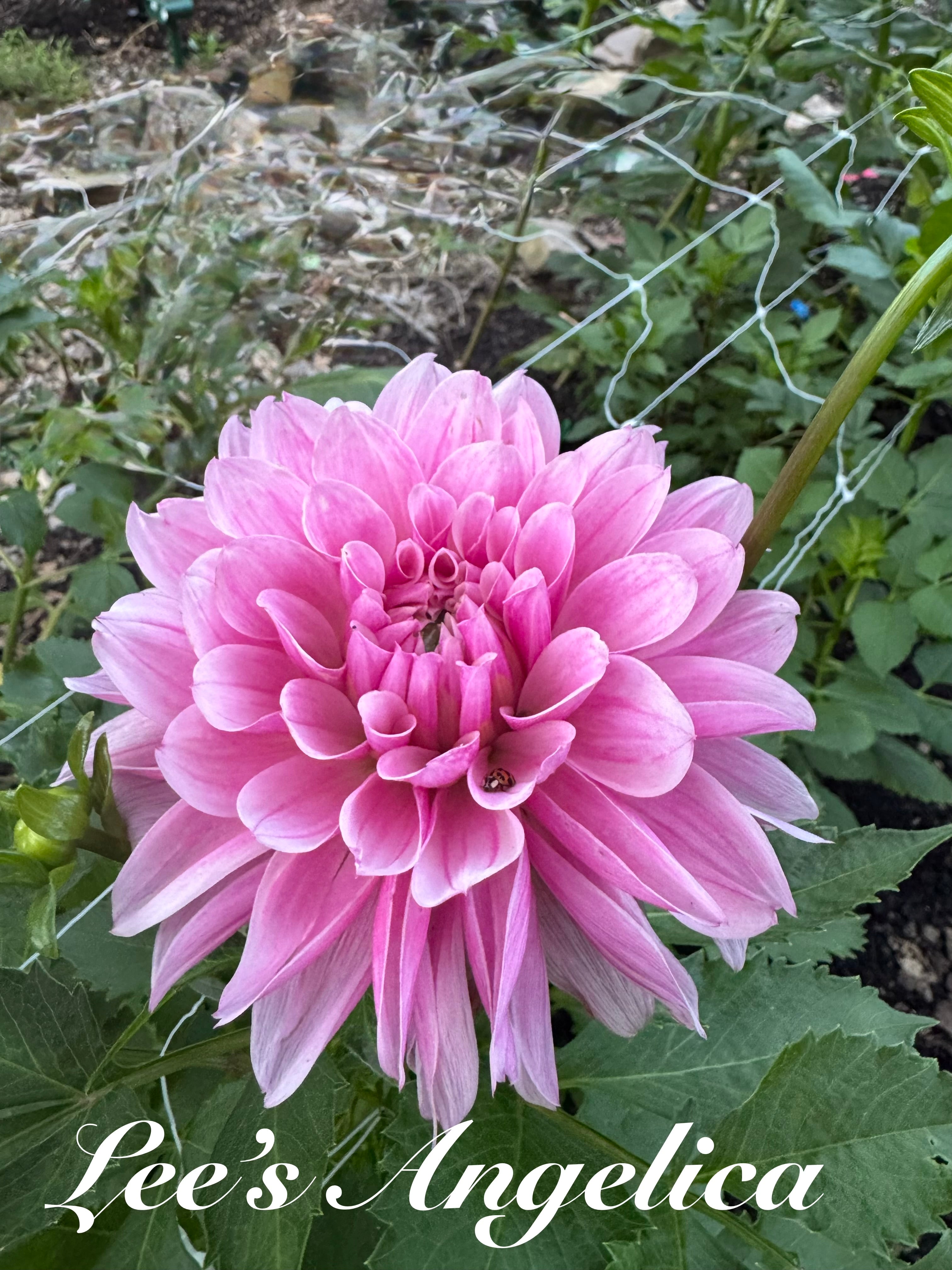 Lee's Angelica