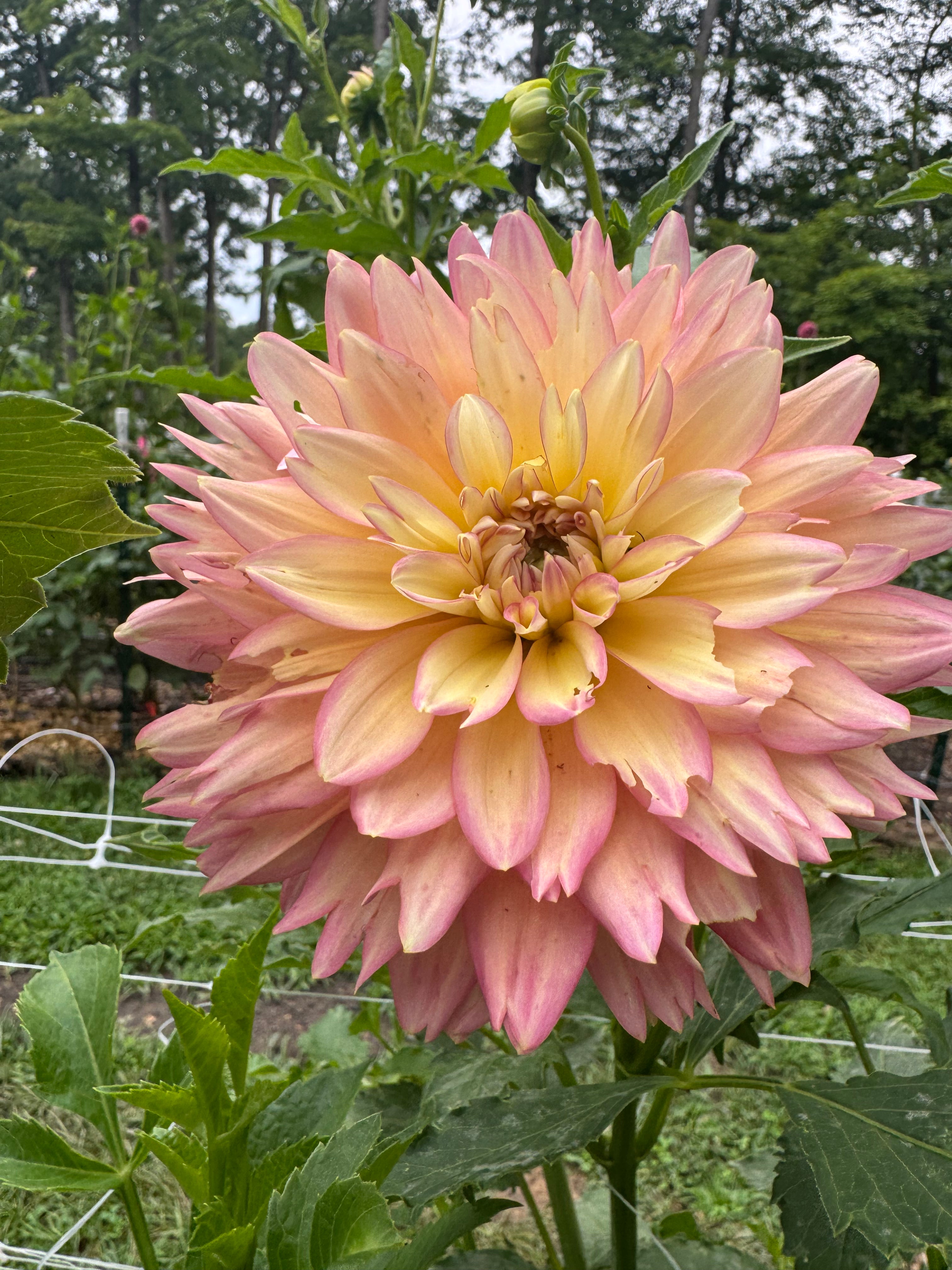 Burfoot Lotus