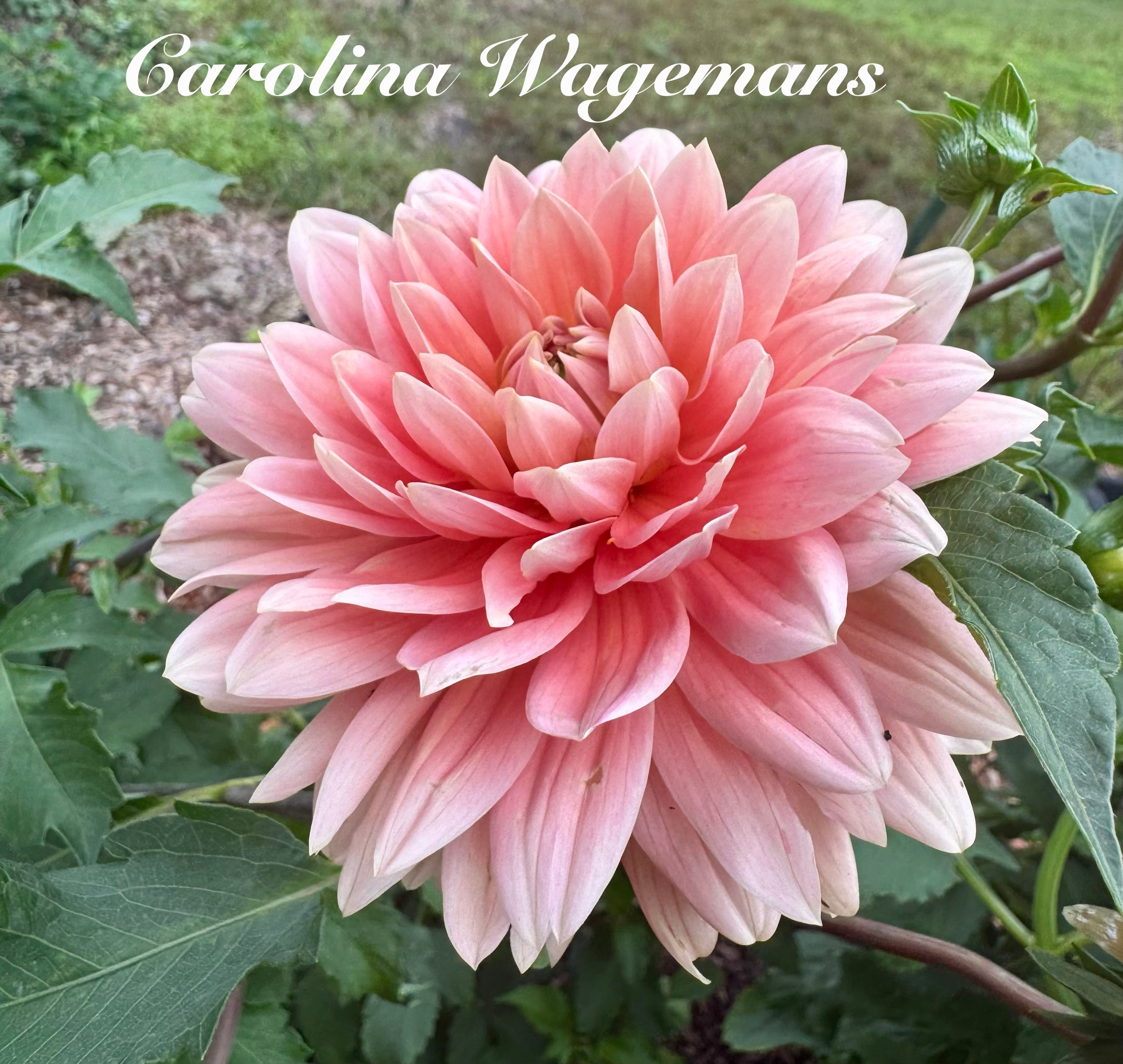 Carolina Wagemans