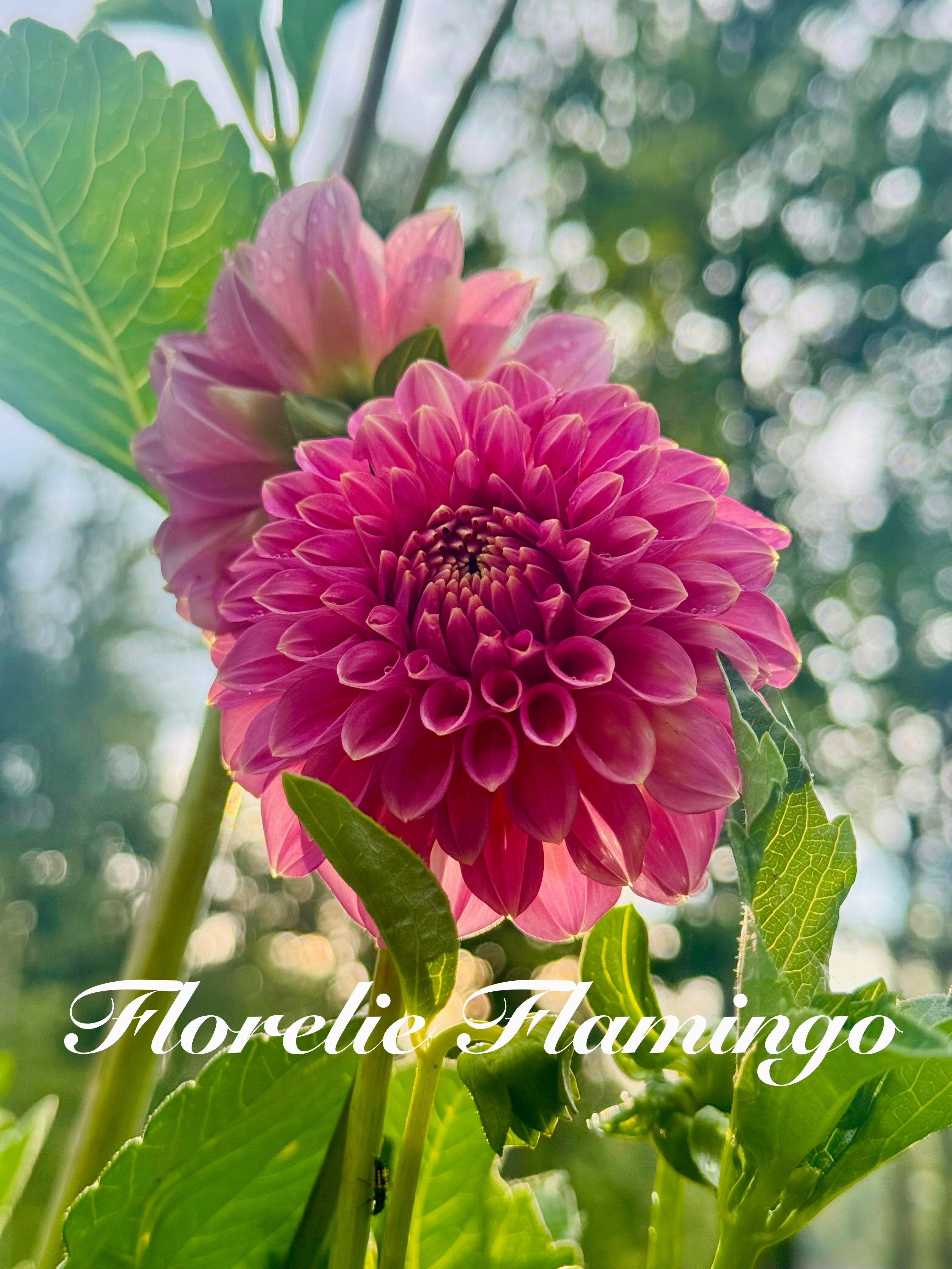Florelie Flamingo 🦘🇦🇺 🐨