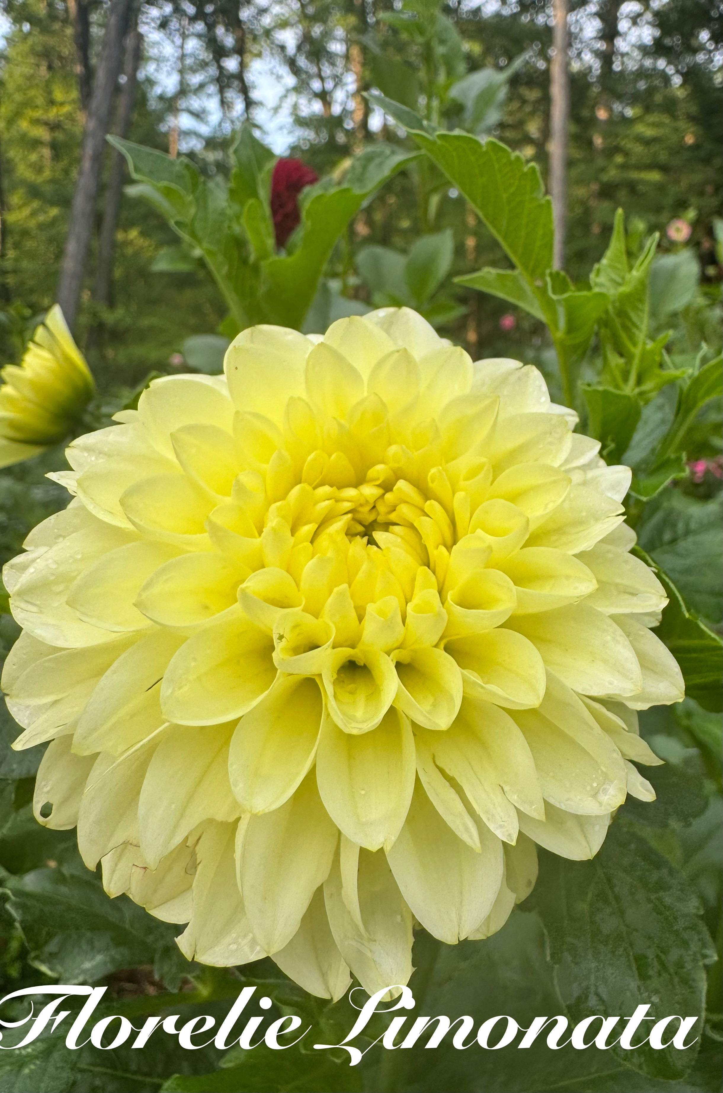 Florelie Limonata 🦘🇦🇺 🐨
