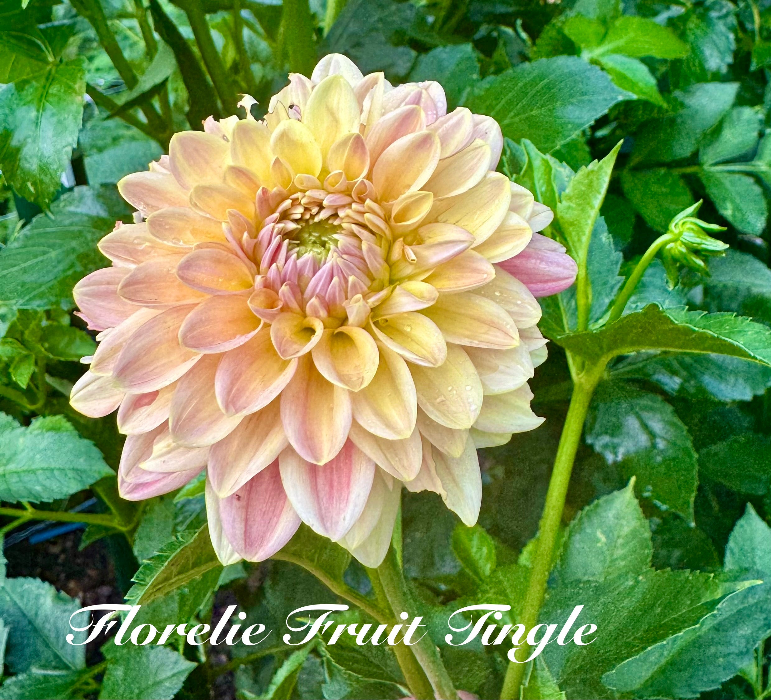 Florelie Fruit Tingle 🦘🇦🇺 🐨