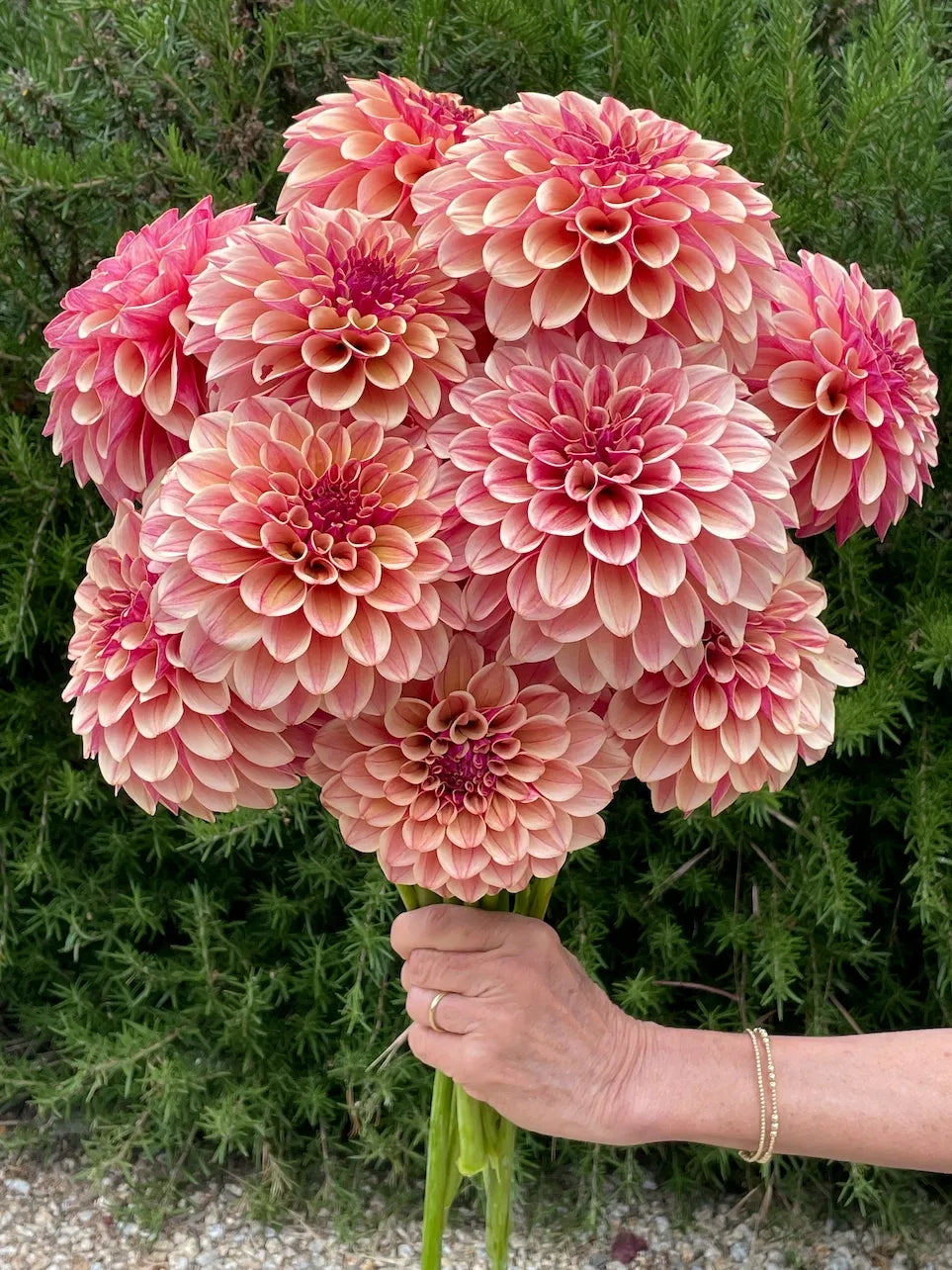 KA's® Rhubarb